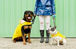 Zwei Hunde, ein Rottweiler und eine Bulldogge, in gelben Regenmänteln mit ihrem Besitzer in blauer Jacke und Regenstiefeln.