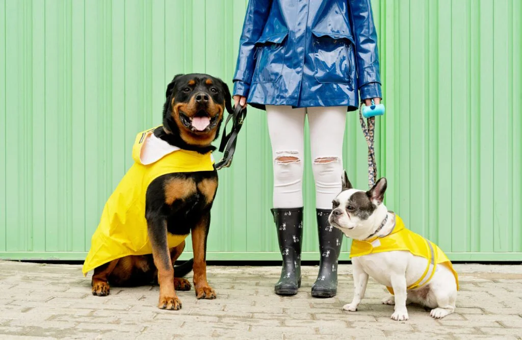 Two dogs, a Rottweiler and a bulldog, wearing yellow raincoats with their owner in blue jacket and rain boots.
