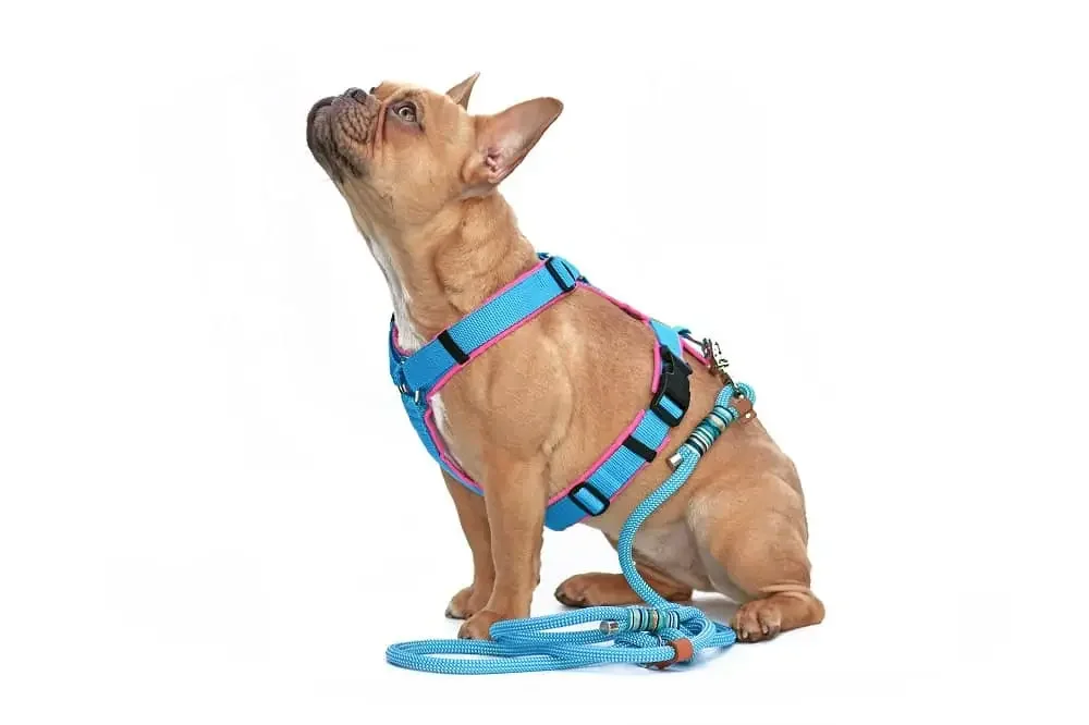 French bulldog sitting and gazing upward while wearing a blue and pink harness and leash on a white background.