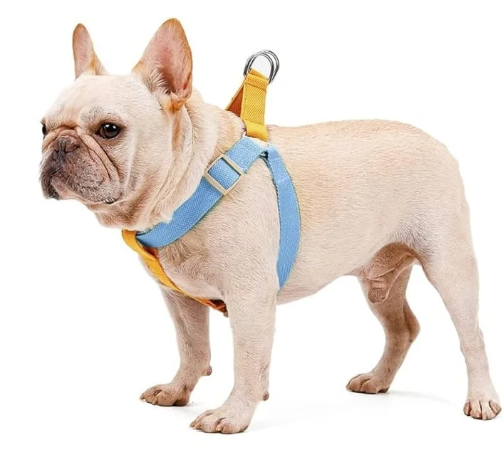 French Bulldog standing and wearing a blue and yellow harness against a white background.