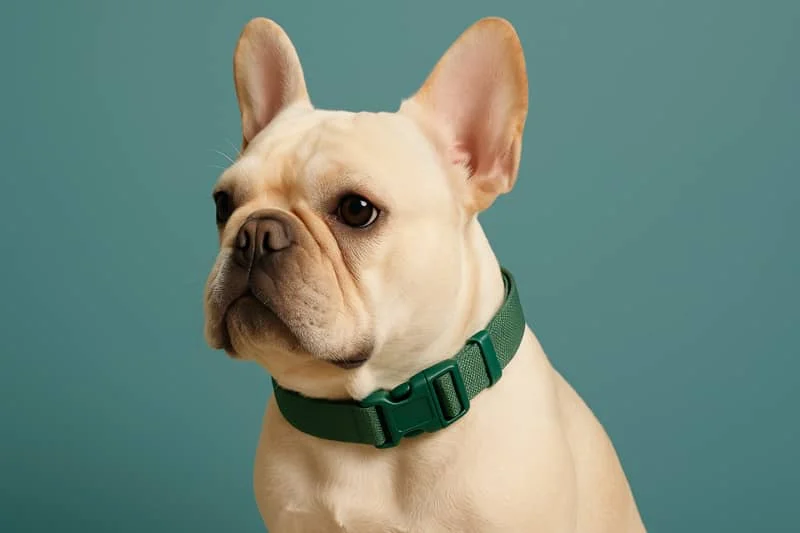 A French bulldog wearing a green collar, looking aside against a plain teal background.