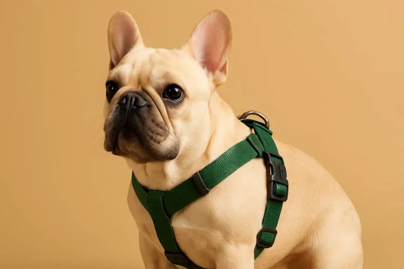 French bulldog wearing a green harness sits against a beige background, looking slightly to the side.
