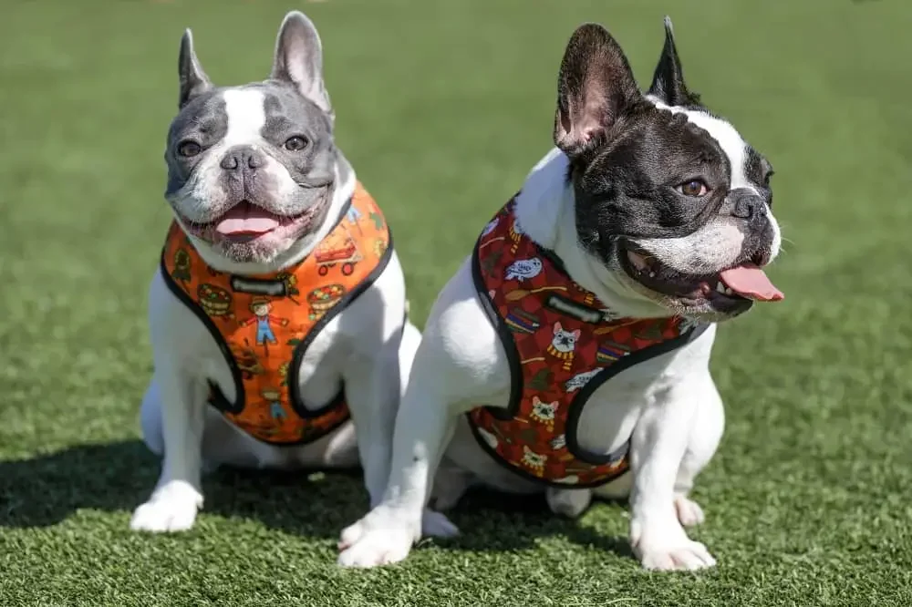 Two French bulldogs with black and white coats sitting on grass, wearing colorful harnesses under sunlight.