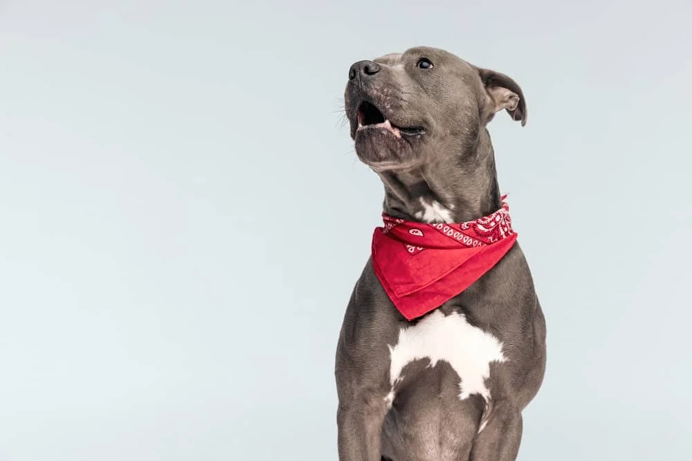 Dog bandanas