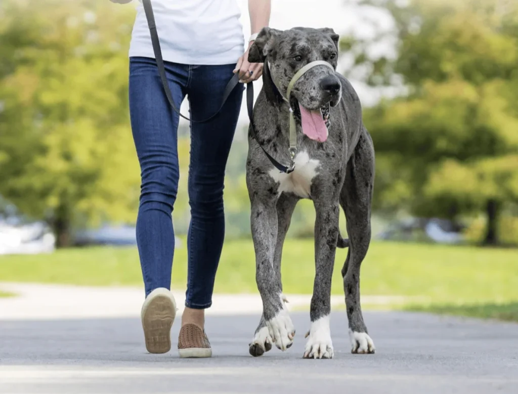 A large Great Dane with a black leash walking alongside a person wearing jeans and brown shoes on a path surrounded by greenery.