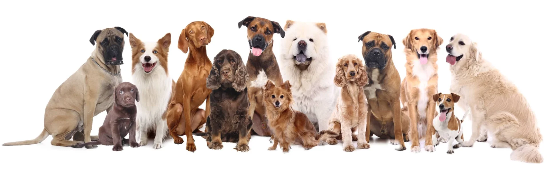 dog collar styles,best dog collar styles,different types of dog collars,types of dog.collars,dog collar types martingale,perfect dog collar