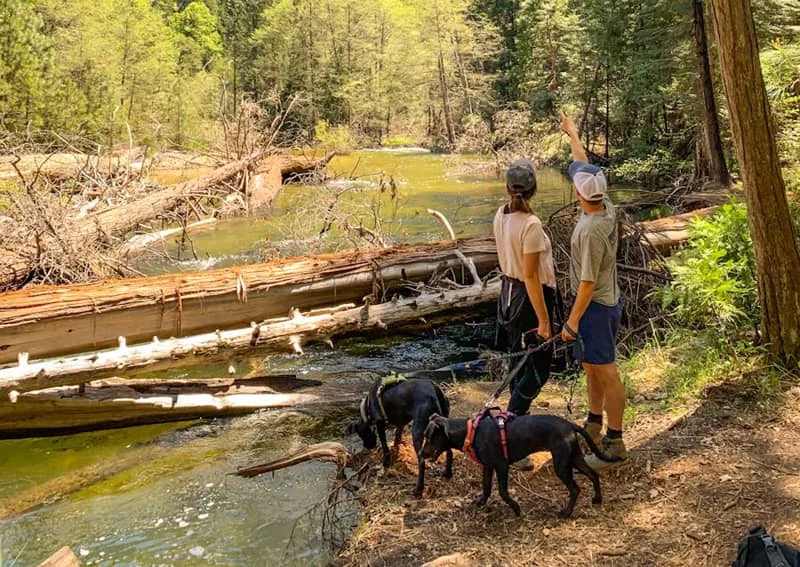 Two hikers with dogs on leashes standing by a forest stream, pointing towards the water. Fallen trees extend across the stream.