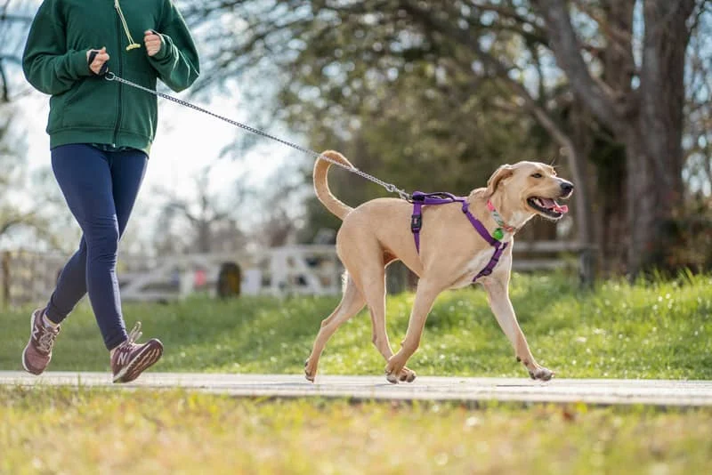 Uma pessoa de casaco verde e calças azuis passeia um cão castanho com trela, ao ar livre, num parque solarengo.