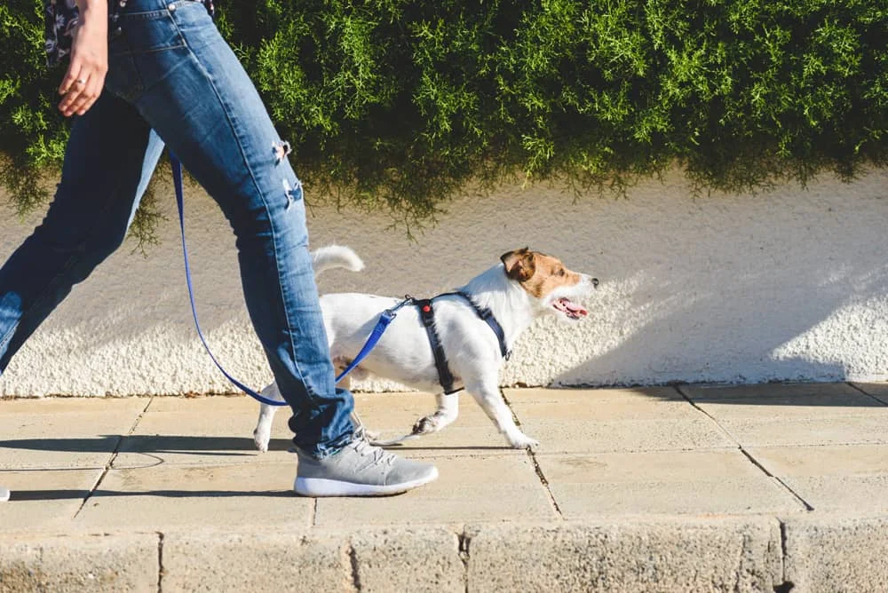 A person wearing jeans and gray sneakers walking a small white and tan dog on a leash along a paved sidewalk.