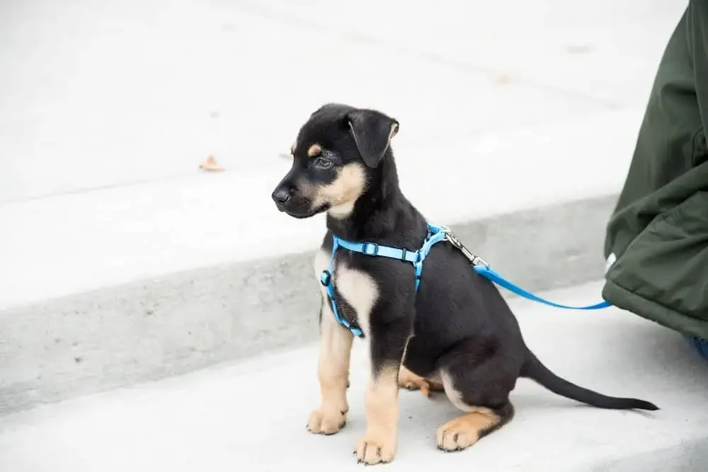 Small puppy with blue harness sitting on concrete step in a park, next to a person wearing a green jacket.