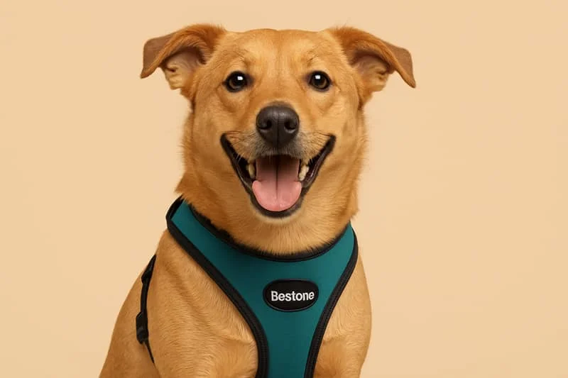 Smiling brown dog wearing a teal harness labeled 'Bestone' against a beige background.