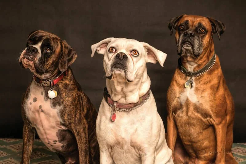 Three boxer dogs sitting together against a black background. One is brindle, one white, and one brown, all wearing collars.