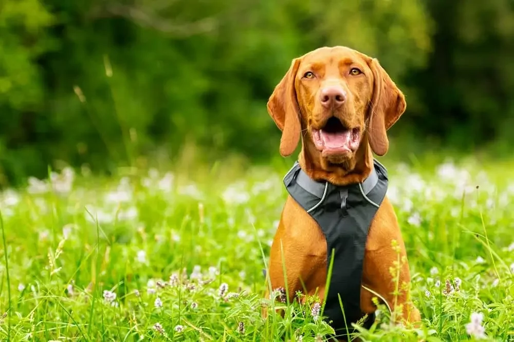 Vizsla dog wearing a harness sits in a lush grassy field surrounded by small flowers.